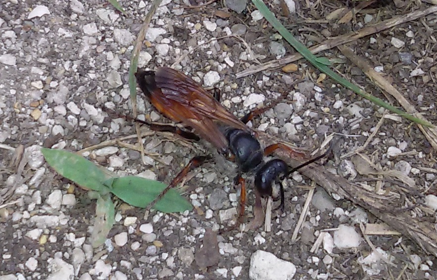 Sphex da identificare: Sphex funerarius, femmina