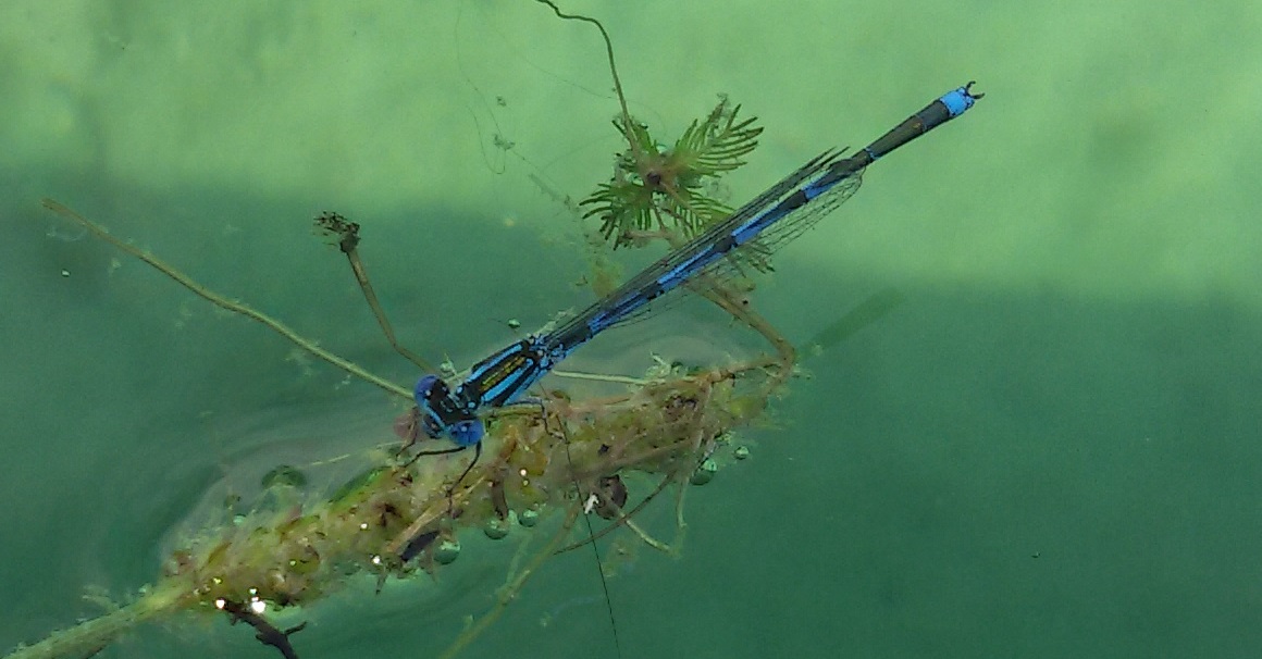 Erythromma lindenii