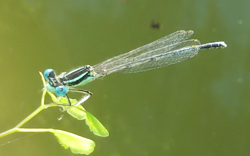 Coenagrionidae da identificare? no, Platycnemis pennipes