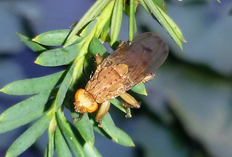 Suillia sp. (Heleomyzidae)