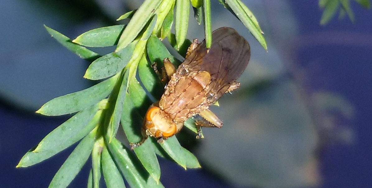 Suillia sp. (Heleomyzidae)