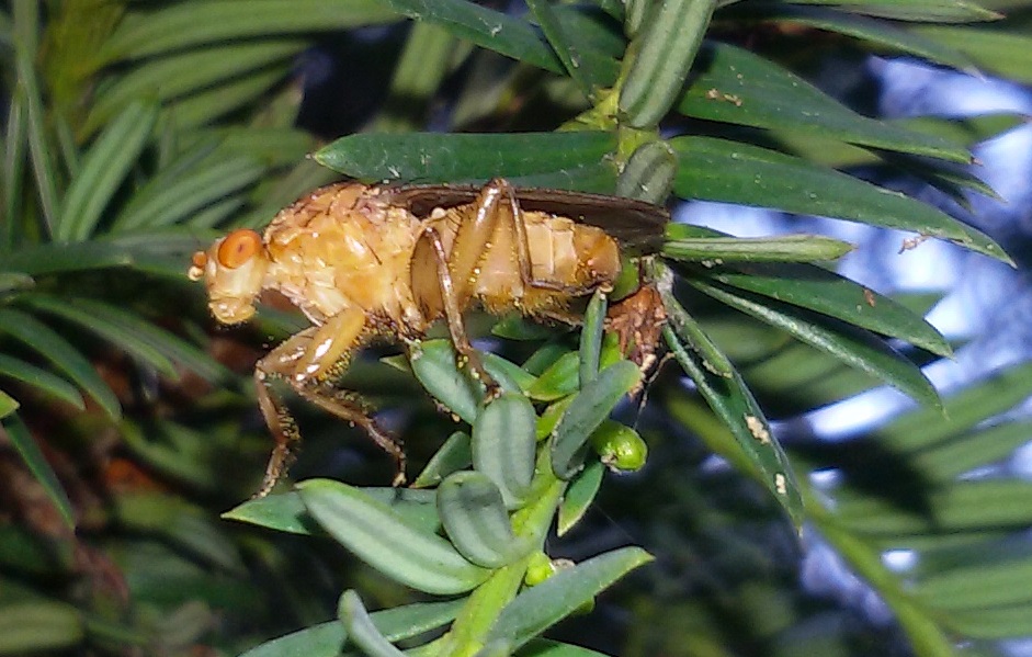 Suillia sp. (Heleomyzidae)