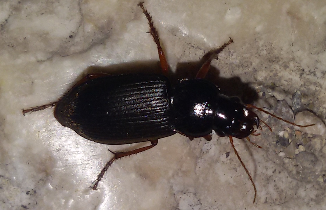 Ophonus ardosiacus  e Pseudoophonus rufipes  (Carabidae)