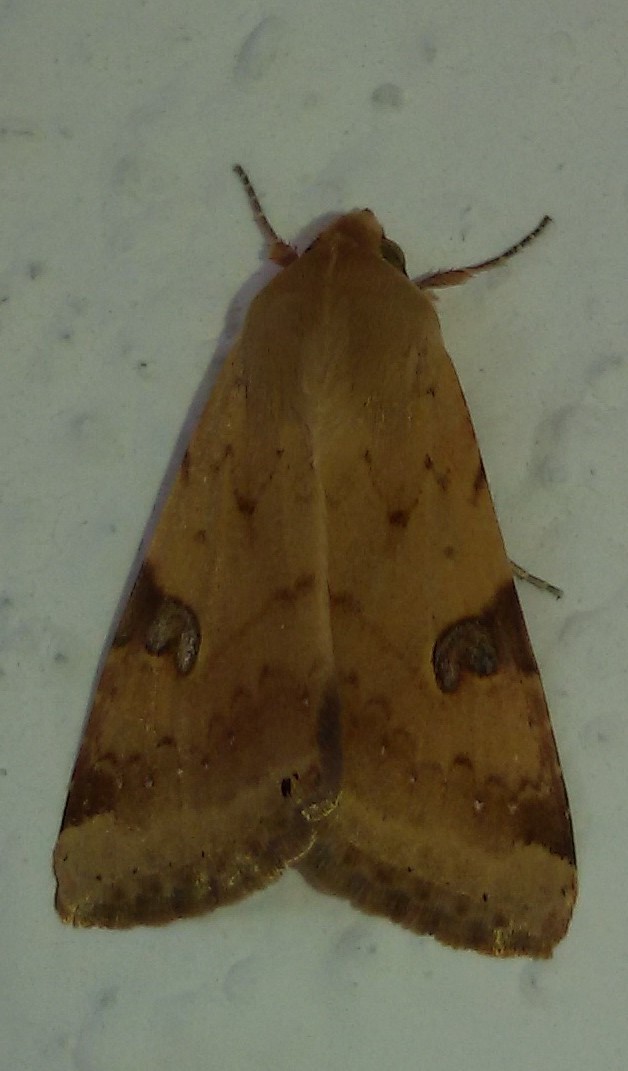 Heliothis peltigera (Noctuidae)