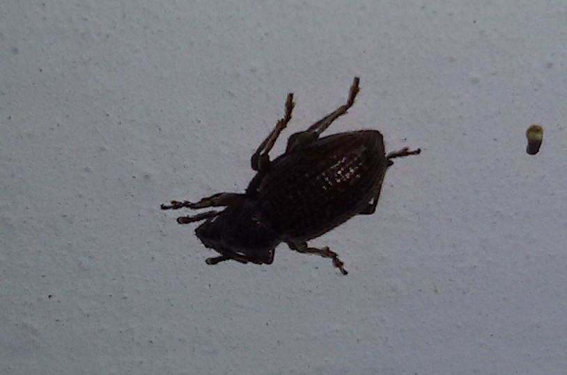 Curculionidae:  Otiorhynchus (Arammichnus) cribricollis