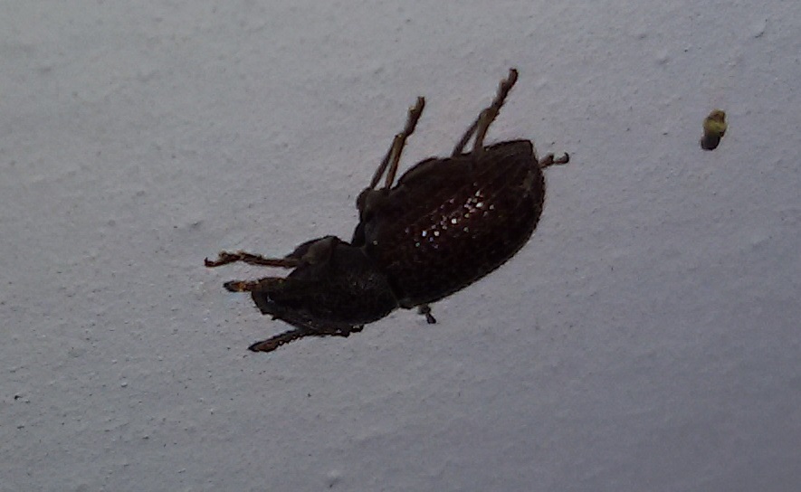 Curculionidae:  Otiorhynchus (Arammichnus) cribricollis