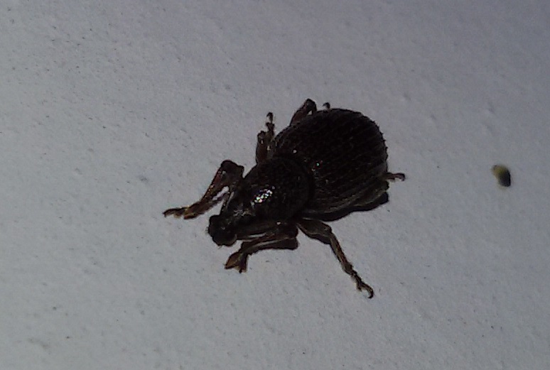 Curculionidae:  Otiorhynchus (Arammichnus) cribricollis