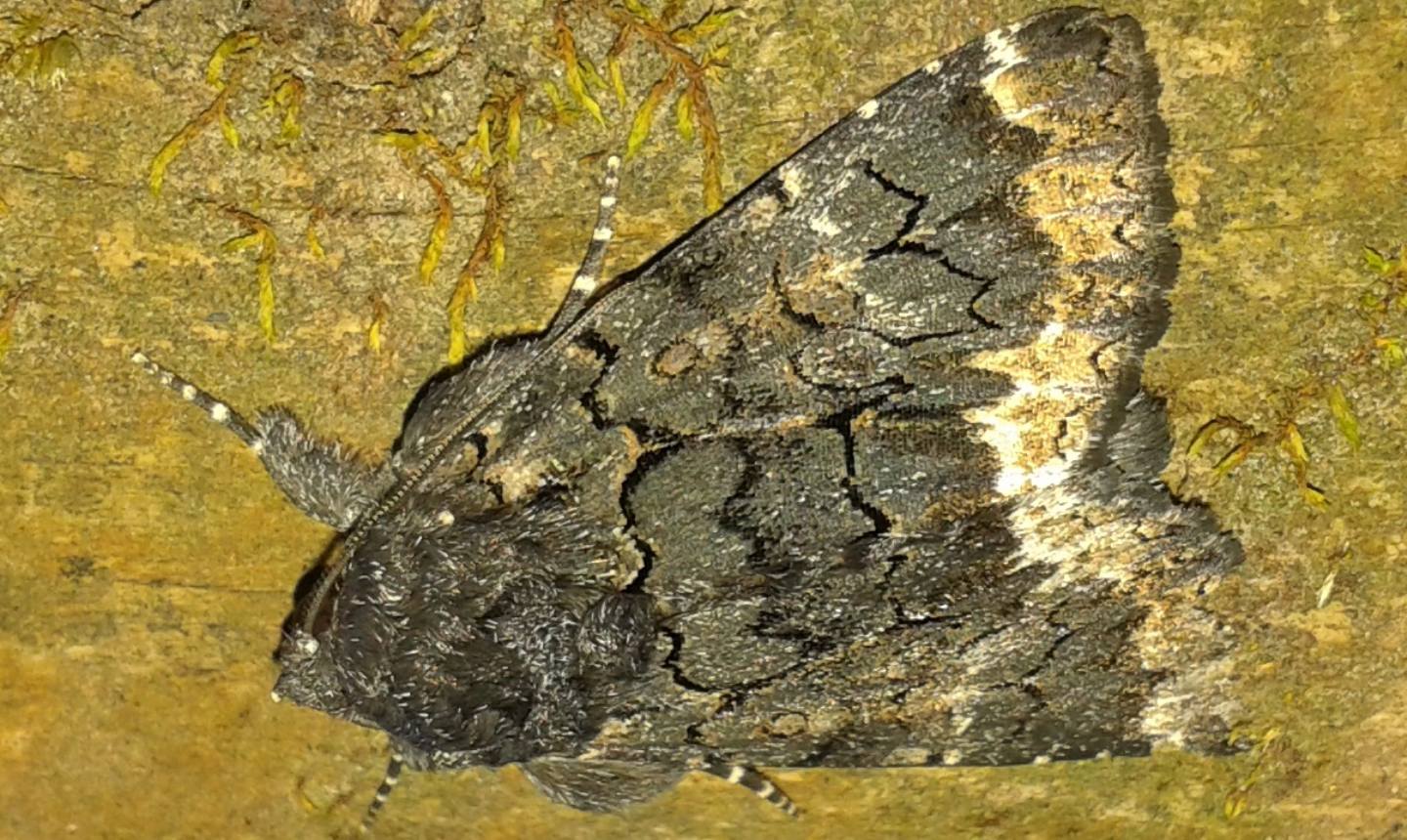 Catephia alchymista (Erebidae)