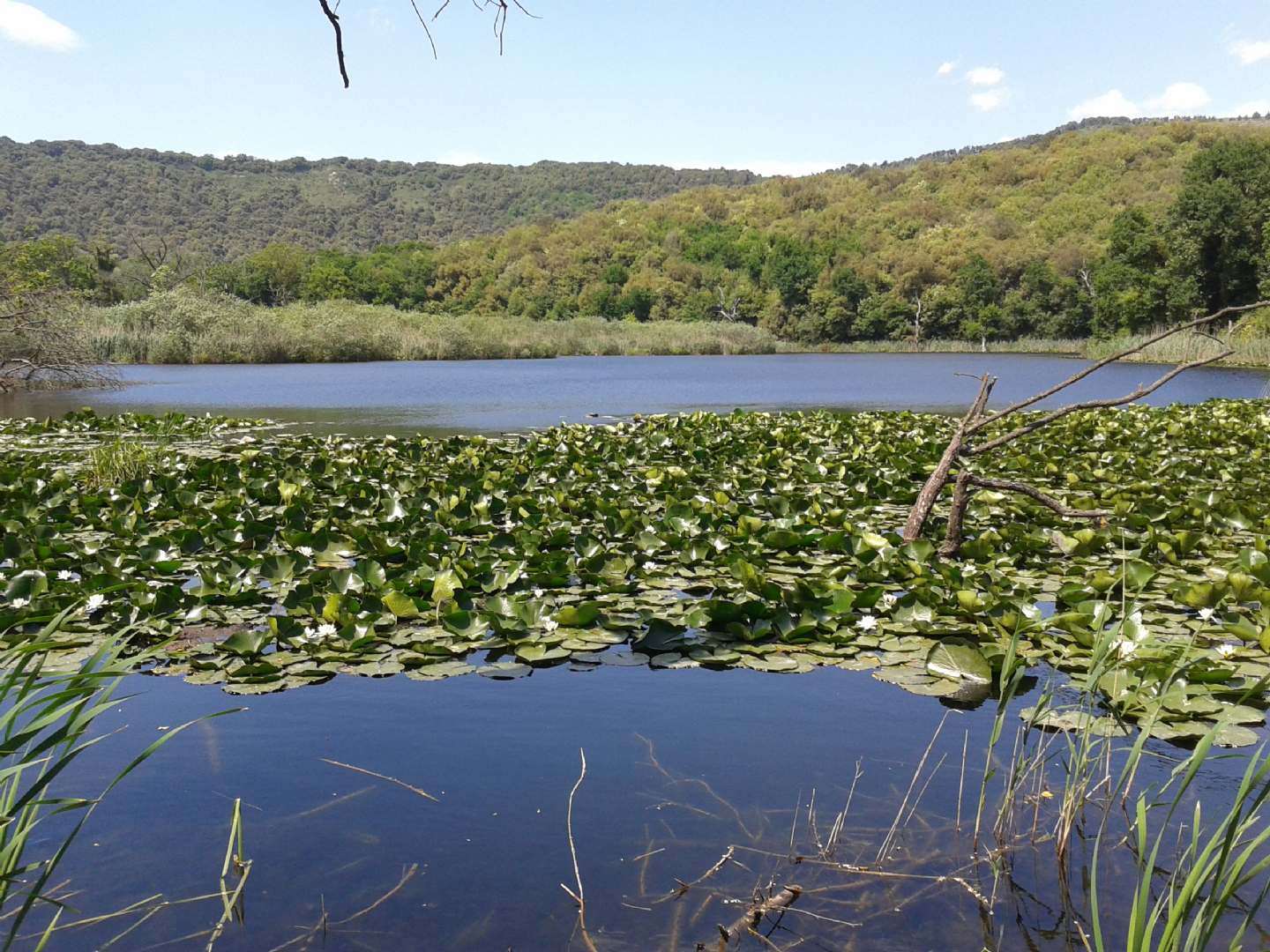 Tutte rane verdi? S, Pelophylax sp. (prov. Napoli)