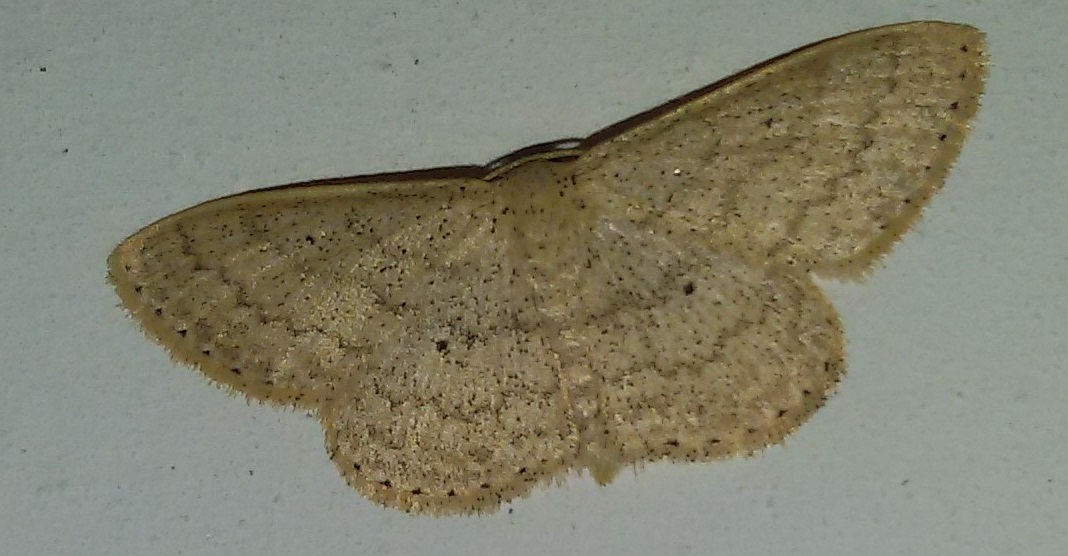 Scopula incanata? S