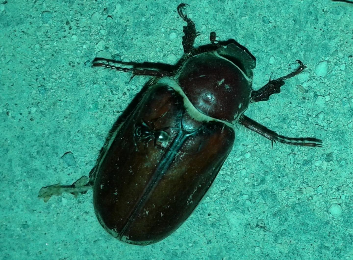 Melolonthidae:   Anoxia villosa