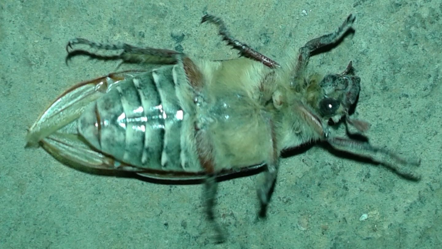 Anoxia matutinalis? S, Melolonthidae
