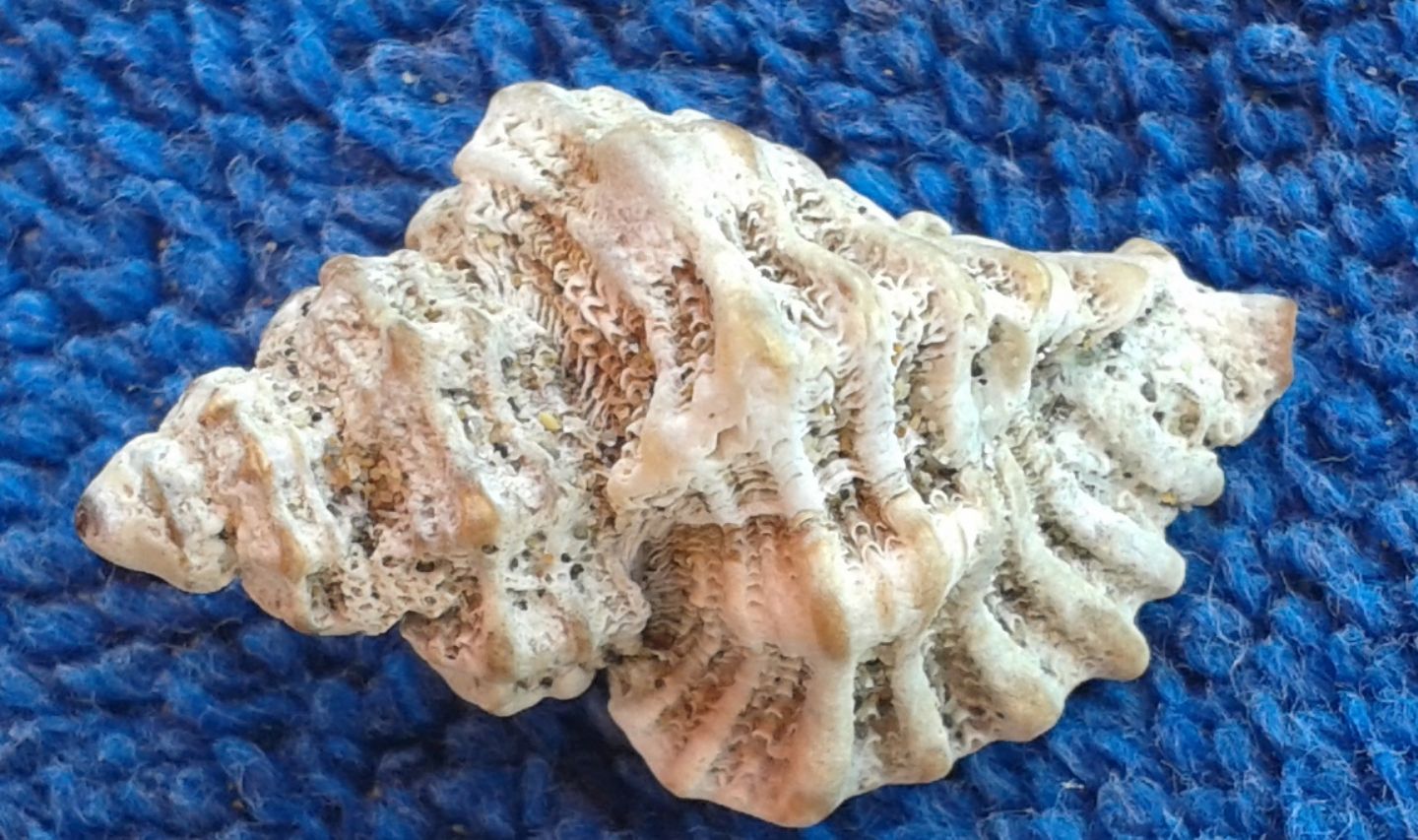 Conchiglia da identificare