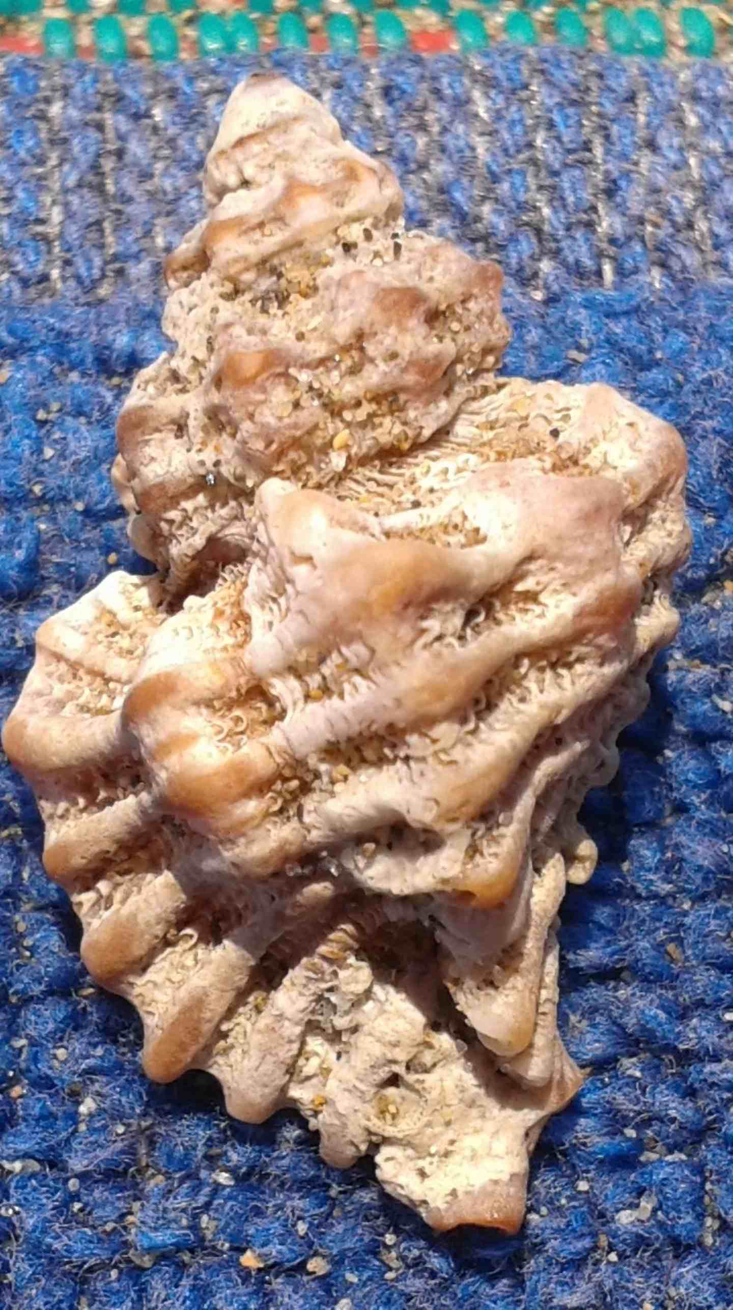 Conchiglia da identificare