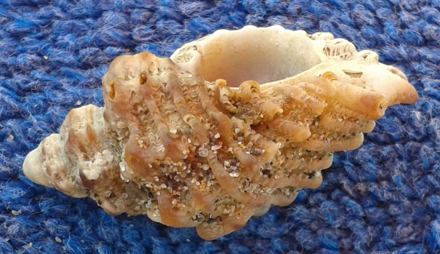 Conchiglia da identificare