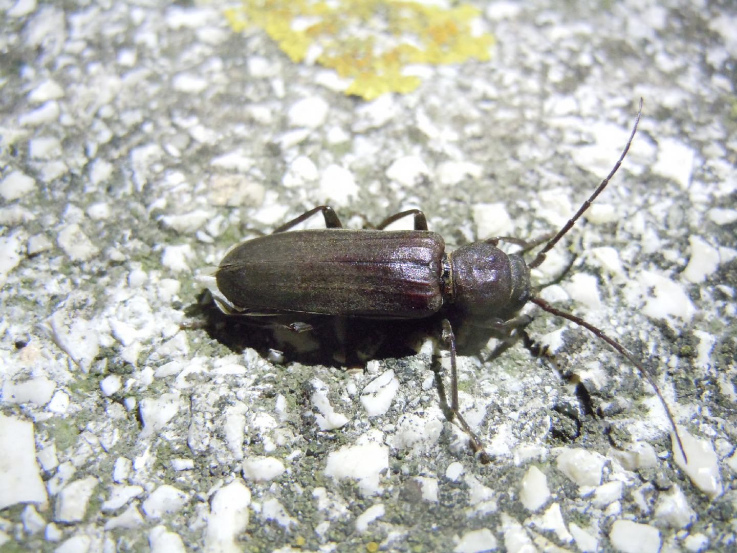 Arhopalus cfr. rusticus