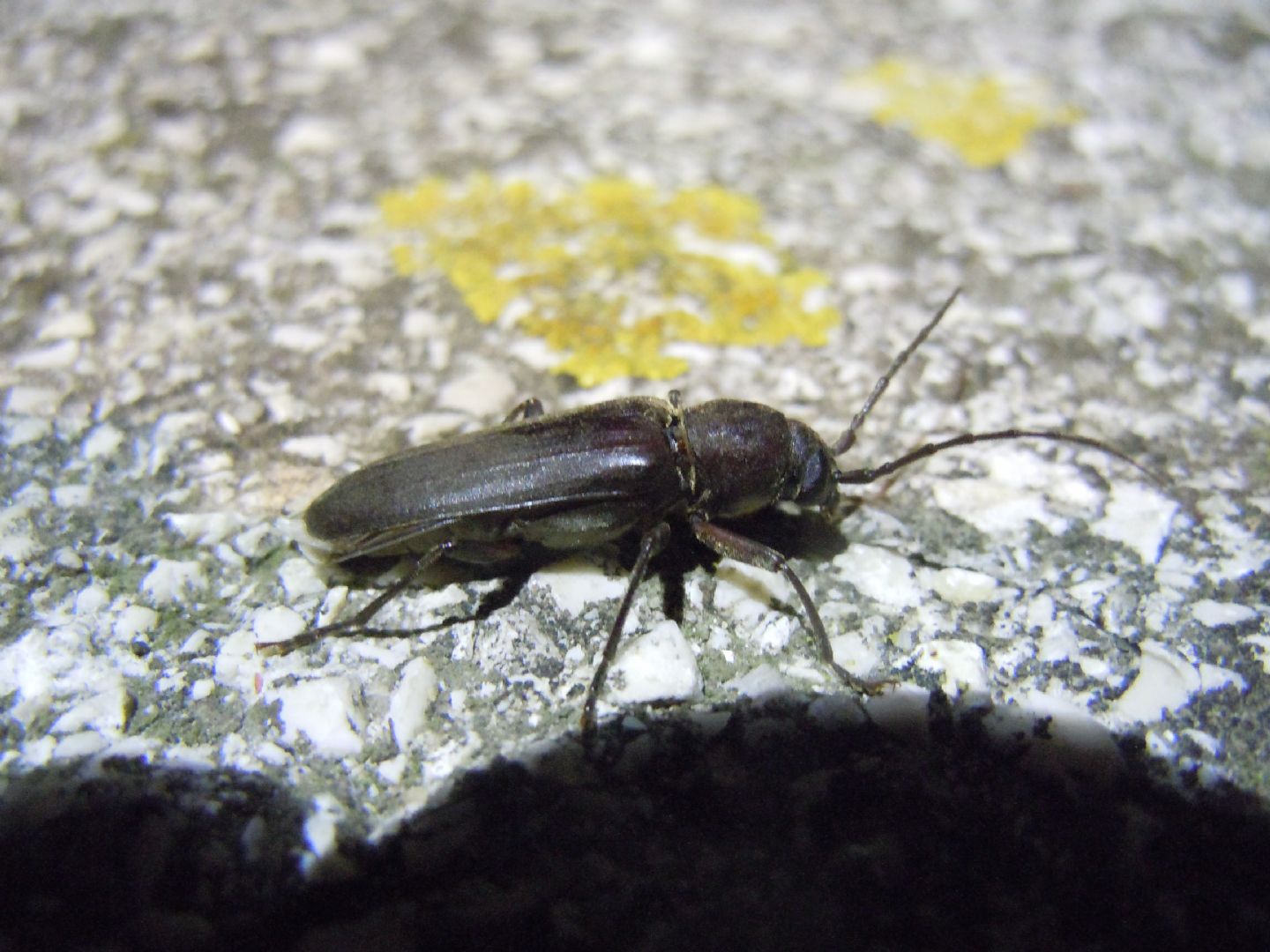 Arhopalus cfr. rusticus