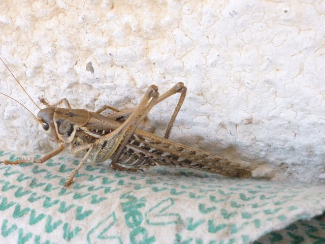 Decticus albifrons  (Tettigoniidae)