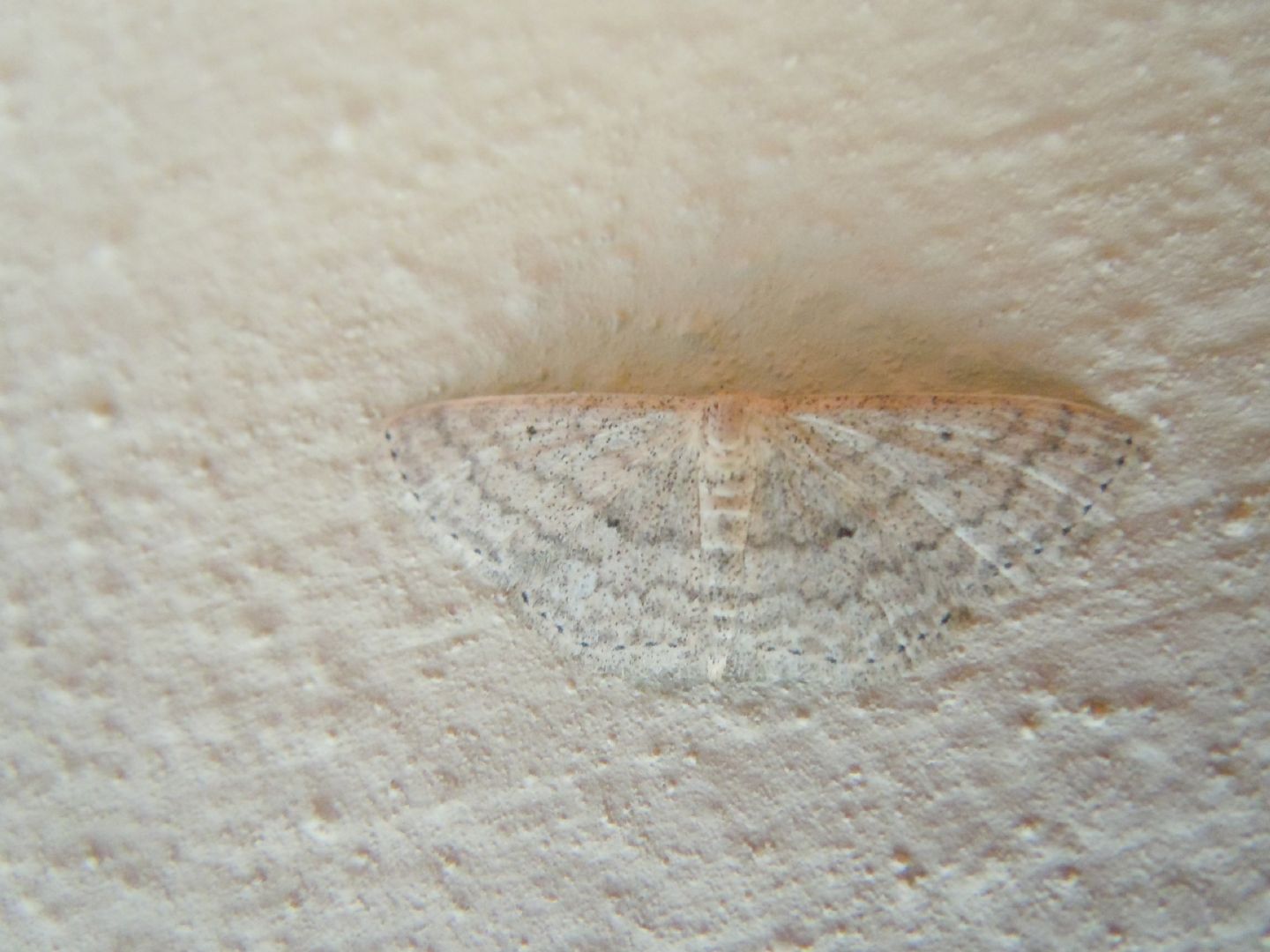 Scopula? Scopula (Calothysanis) incanata