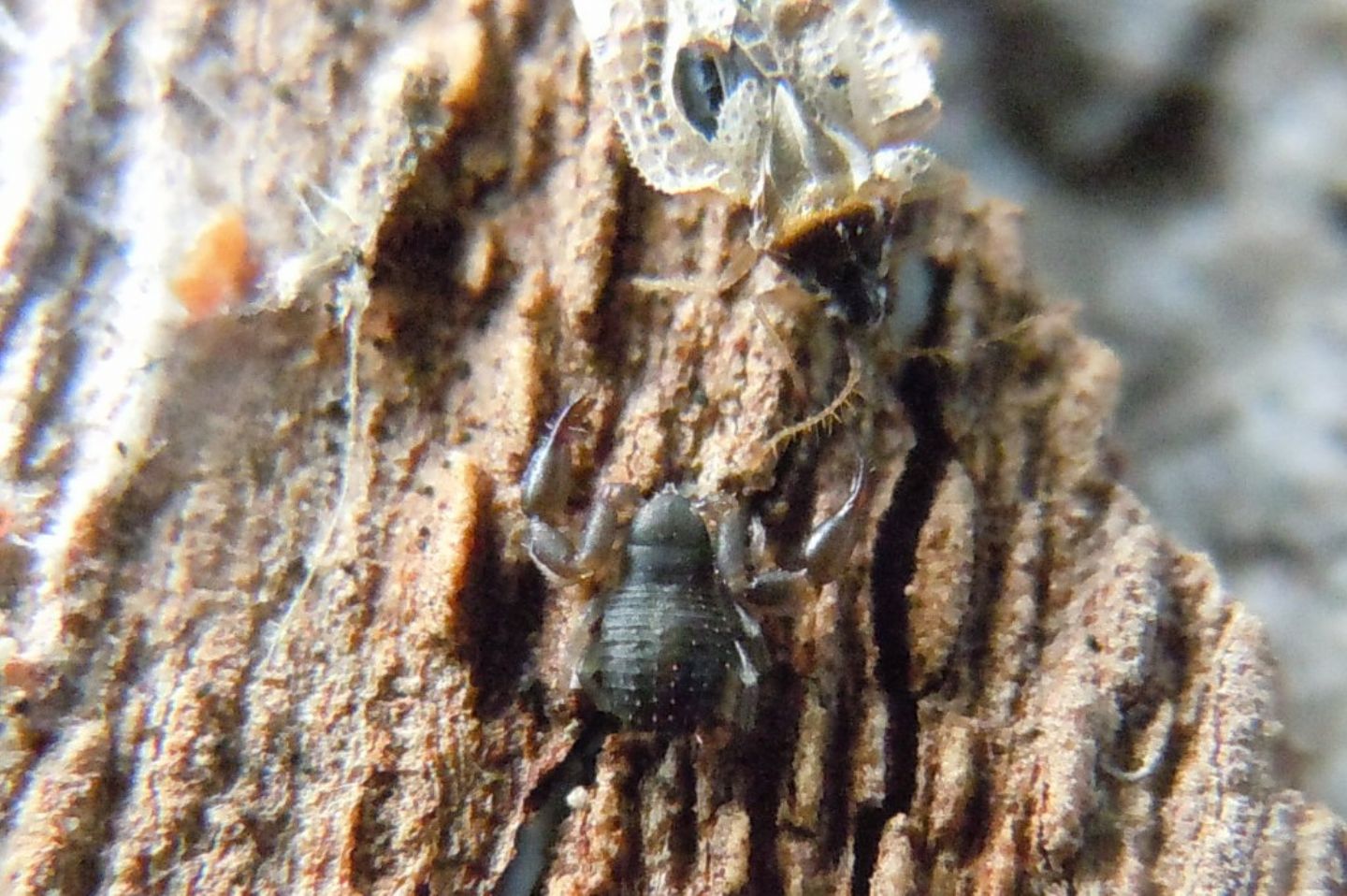 Pseudoscorpiones da Agnano(NA): Cheliferidae