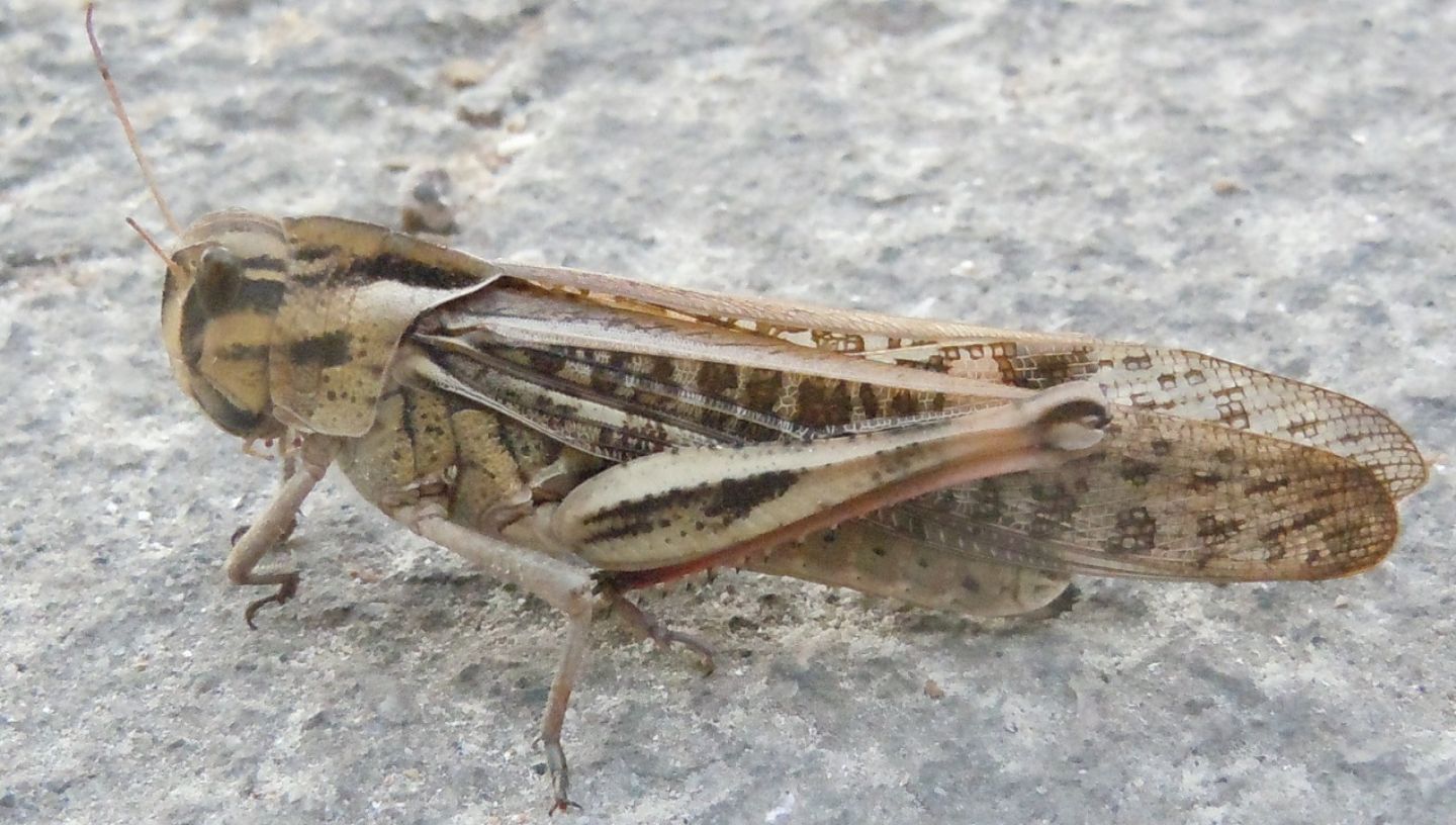 Acrididae da identificare