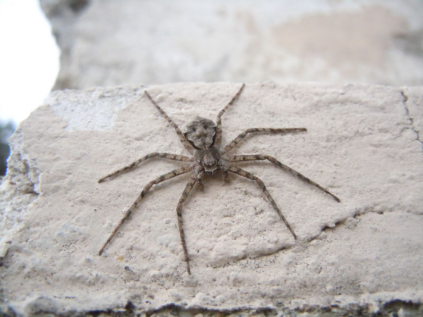 Philodromus margaritatus - Agnano (NA)