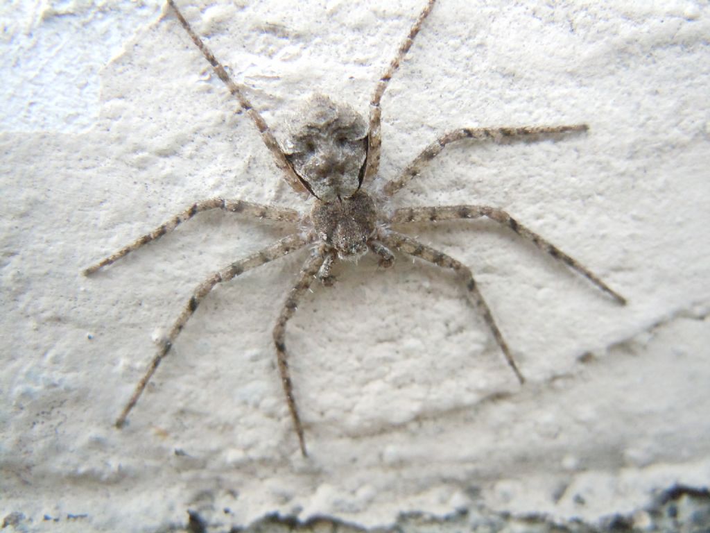 Philodromus margaritatus - Agnano (NA)