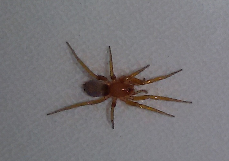 Prodidomidae:  Prodidomus cfr. hispanicus  - Napoli