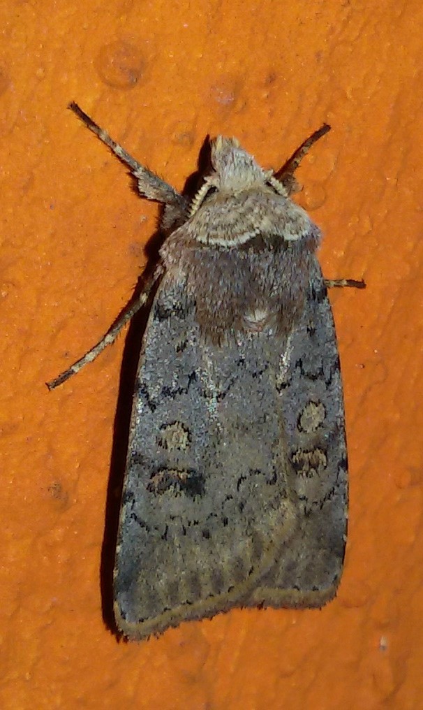 Cerastis faceta, Noctuidae