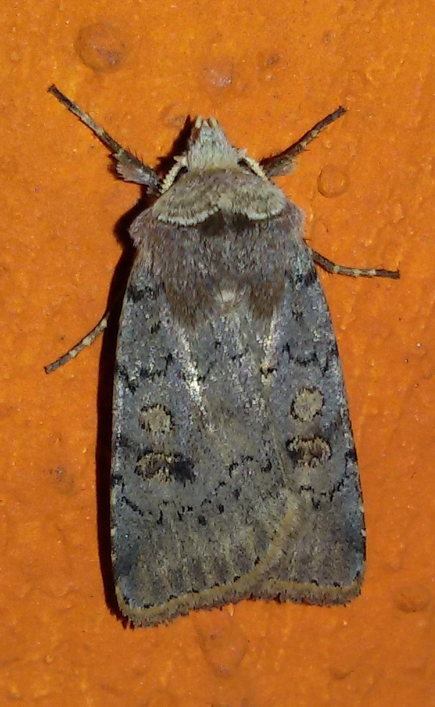 Cerastis faceta, Noctuidae