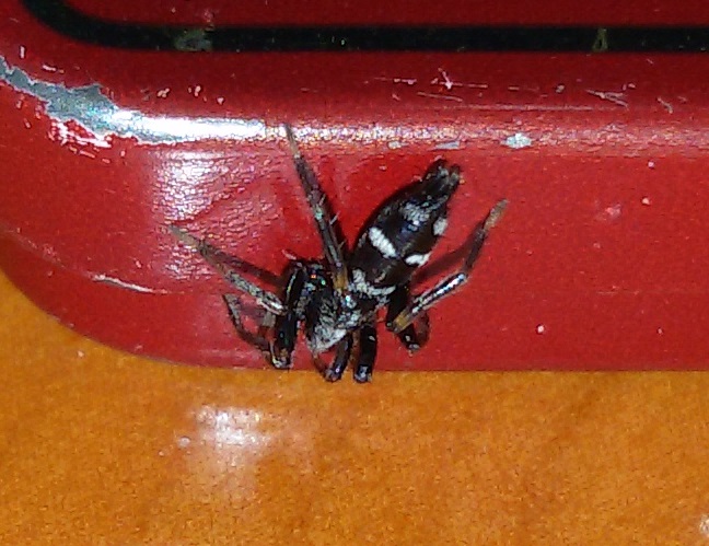 Gnaphosidae: Aphantaulax cincta - Napoli