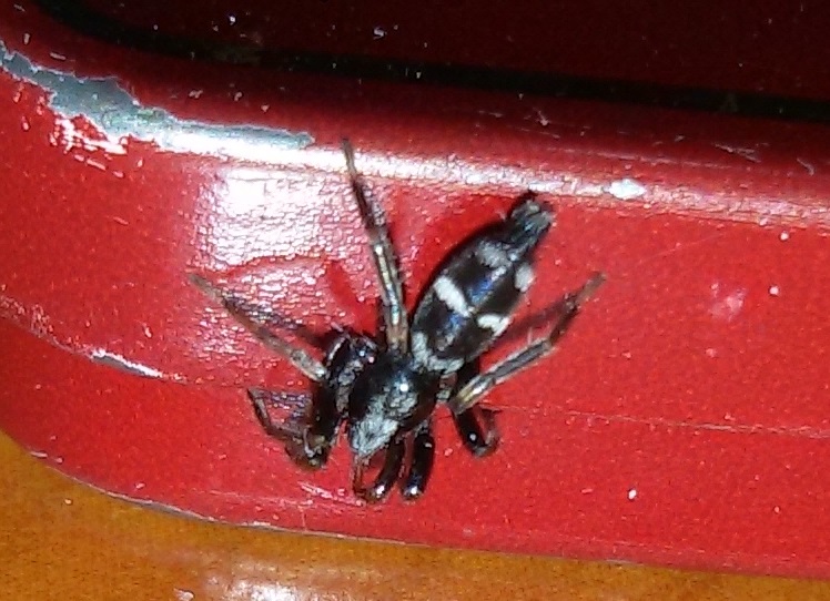 Gnaphosidae: Aphantaulax cincta - Napoli