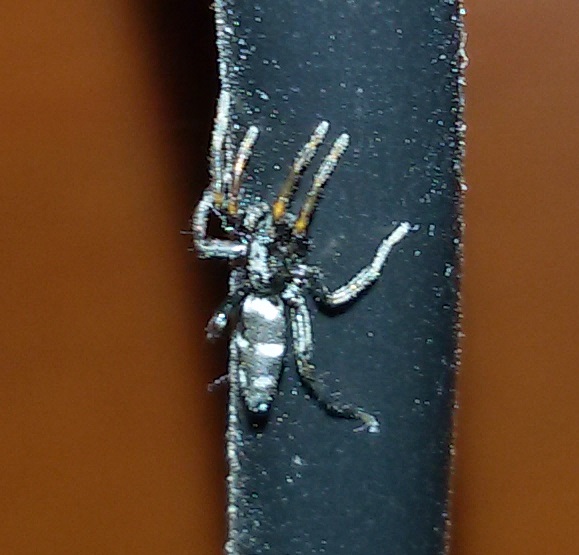 Gnaphosidae: Aphantaulax cincta - Napoli