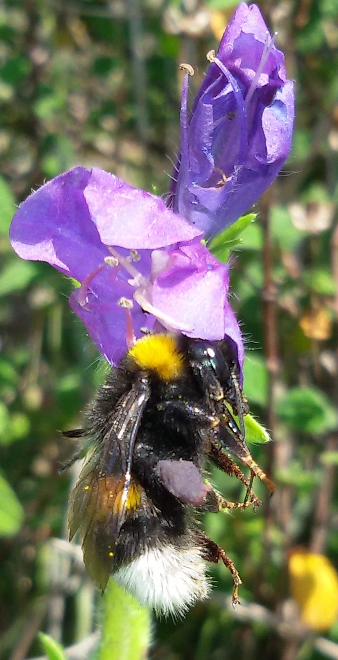 Bombus terrestris o lucorum  predato da ragno Thomisus onustus