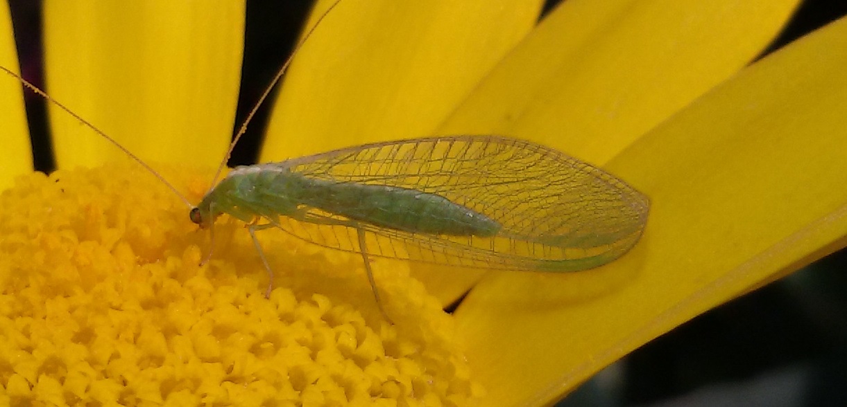 Chrysopidae:  Chrysoperla pallida