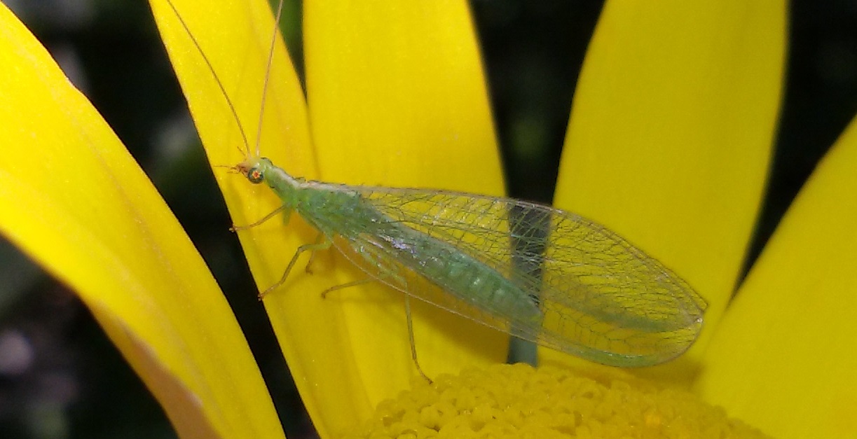 Chrysopidae:  Chrysoperla pallida