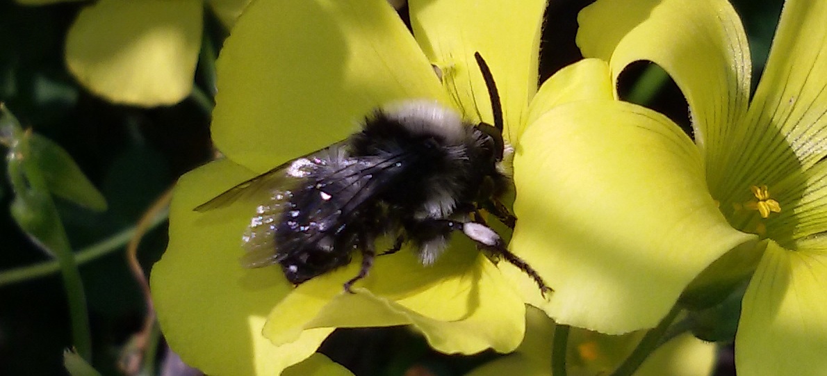 Melecta sp. (Apidae Anthophorinae)
