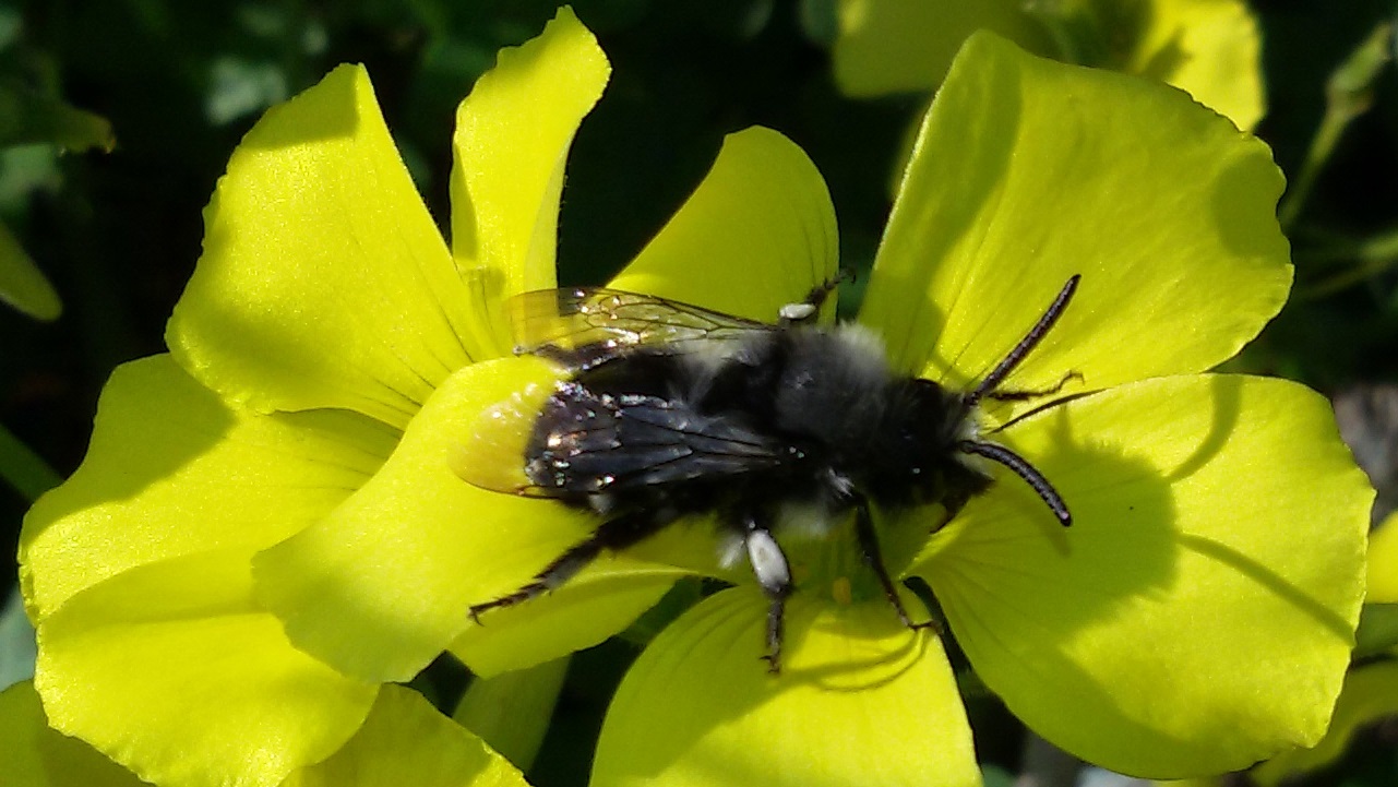 Melecta sp. (Apidae Anthophorinae)