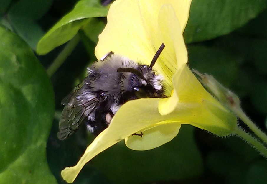 Melecta sp. (Apidae Anthophorinae)