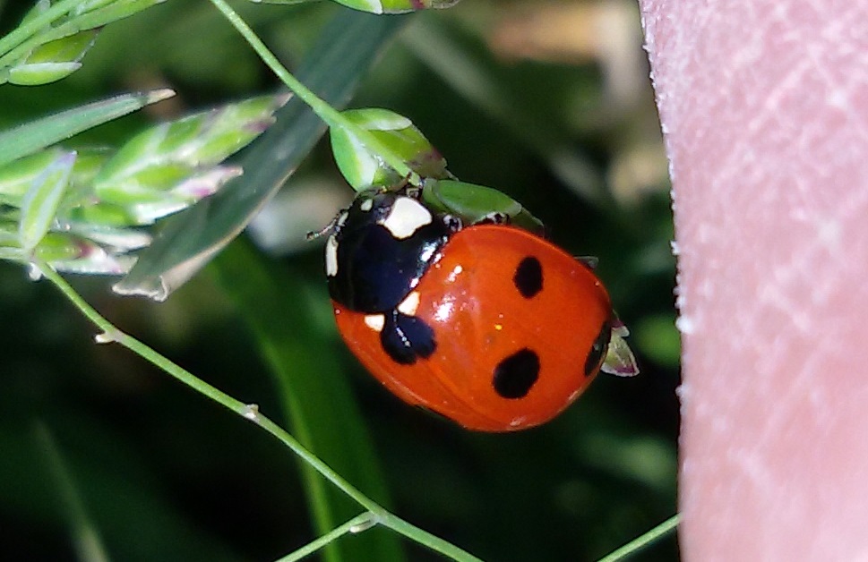 Coccinella septempunctata