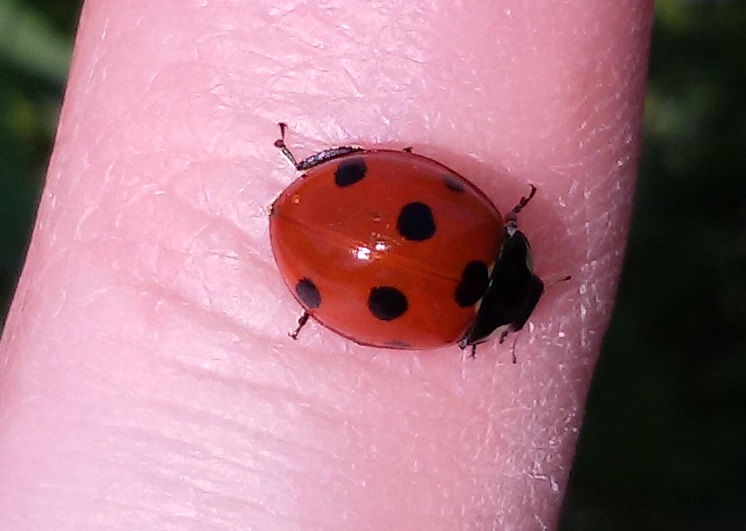Coccinella septempunctata