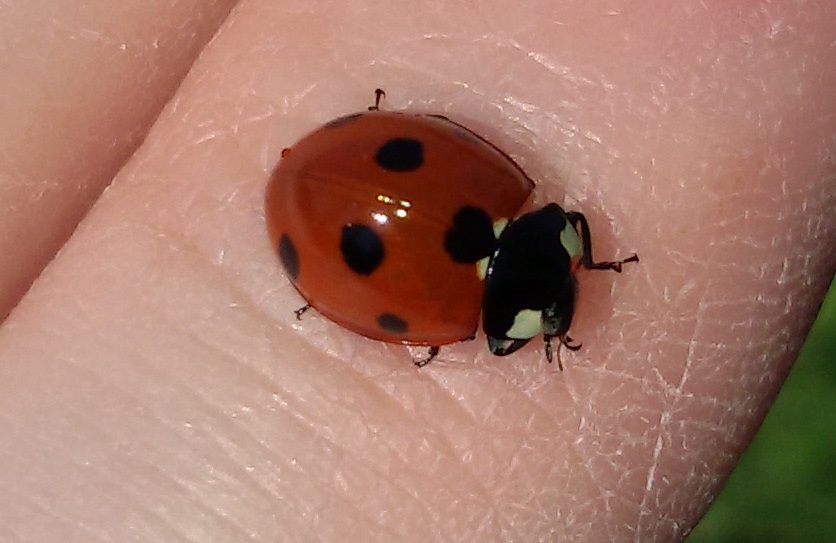 Coccinella septempunctata
