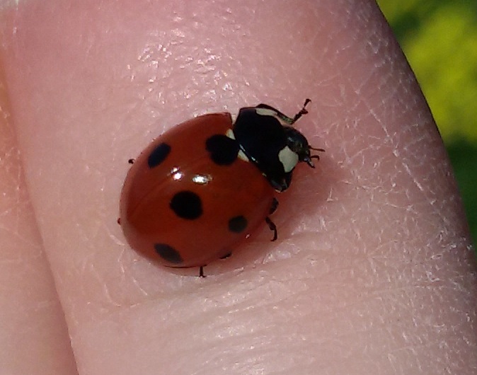 Coccinella septempunctata