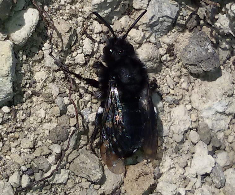 Melecta sp. (Apidae Anthophorinae)