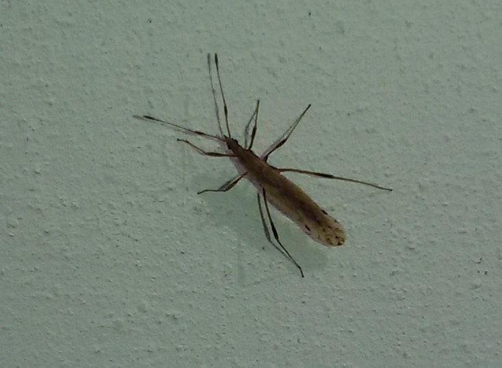 Berytidae: Berytinus montivagus della Campania (Casoria - NA)