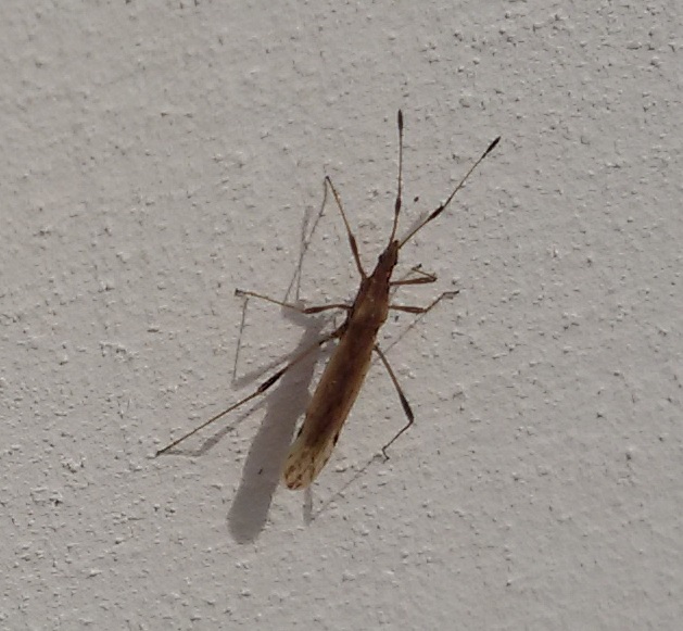 Berytidae: Berytinus montivagus della Campania (Casoria - NA)