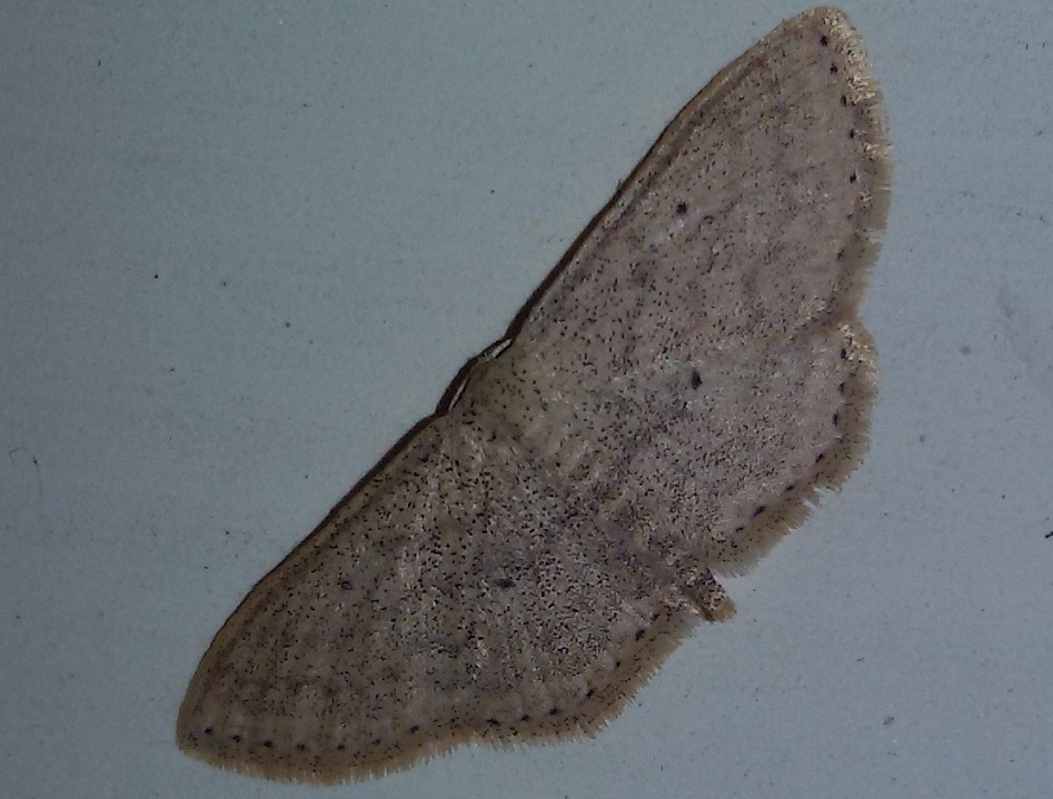 Ancora Scopula minorata?