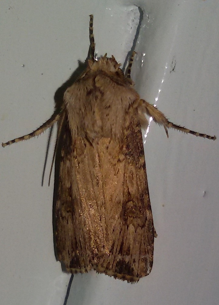 Agrotis puta o Agrotis syricola? Agrotis puta - Noctuidae