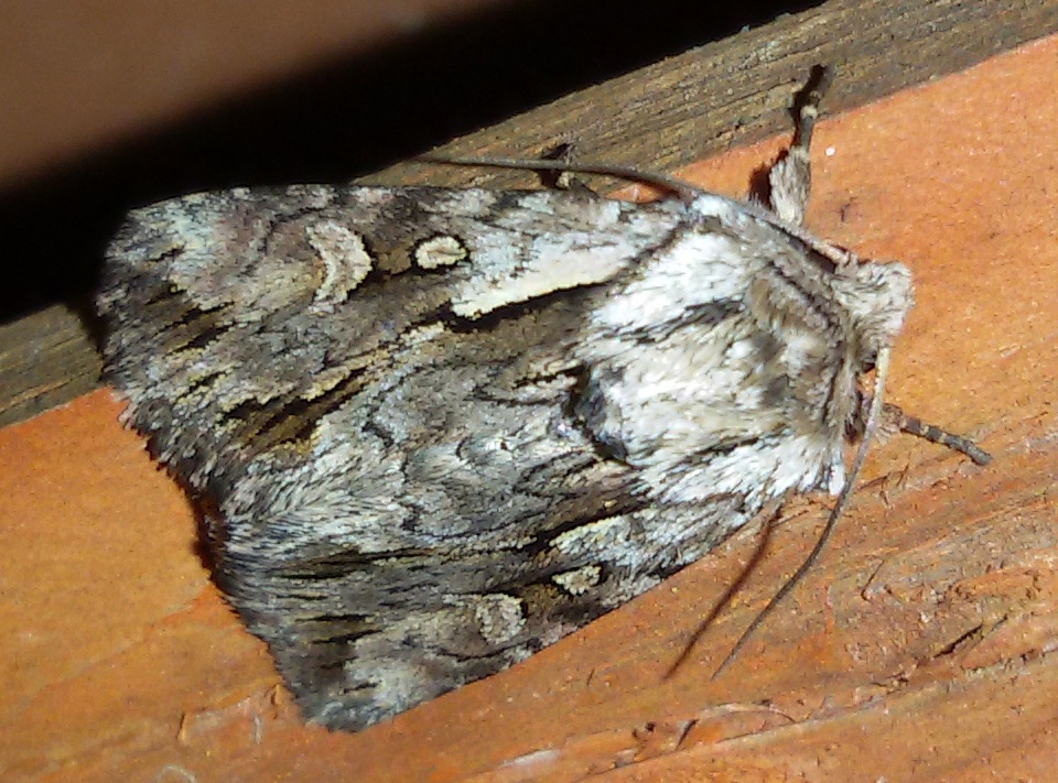 Chloantha hyperici? S