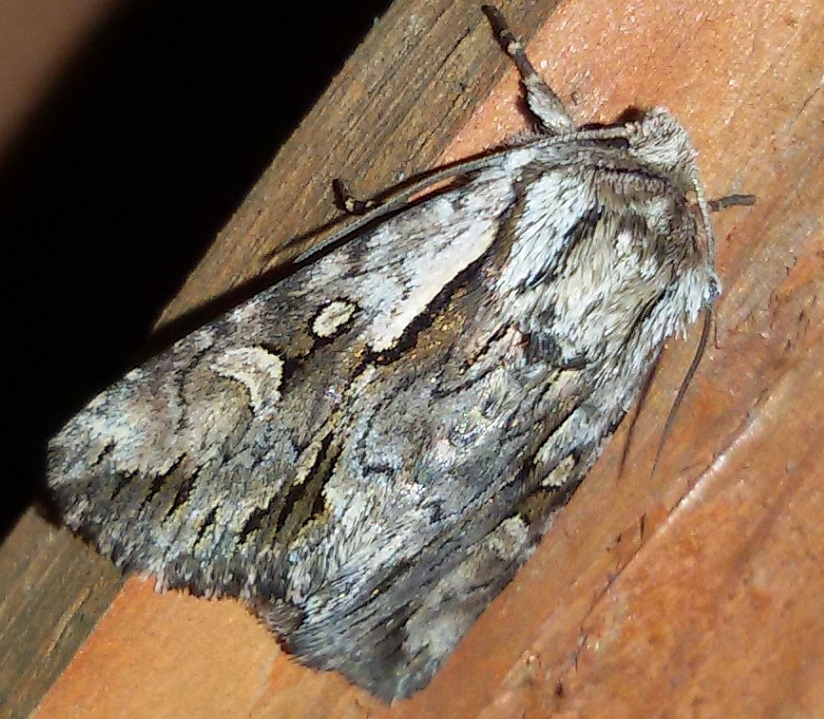 Chloantha hyperici? S